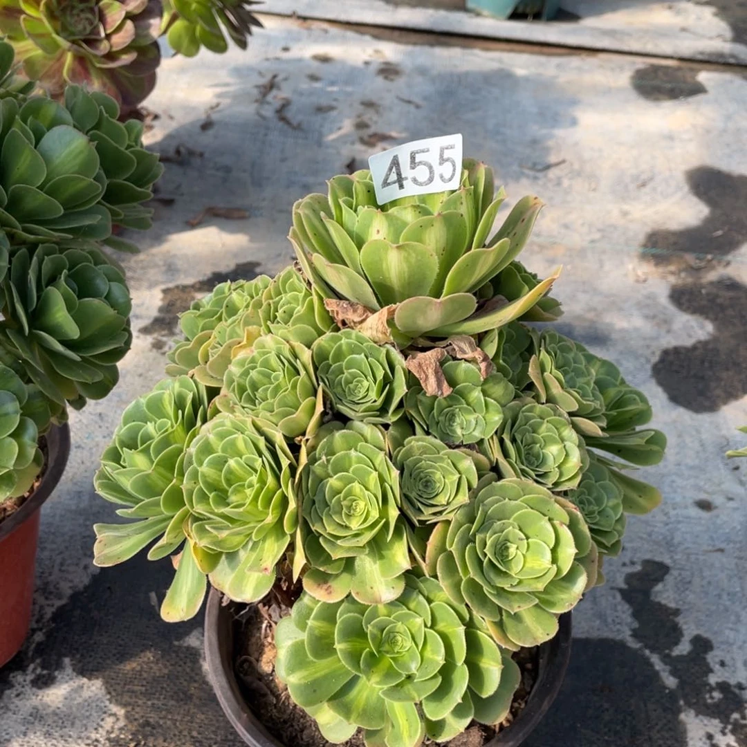 翡翠琉璃多肉植物法师