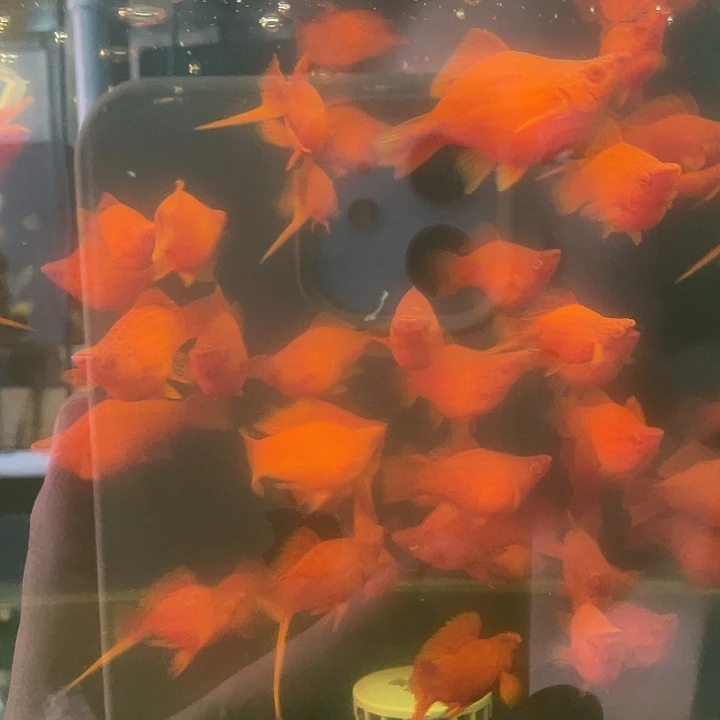 孔雀鱼精品红箭球6条