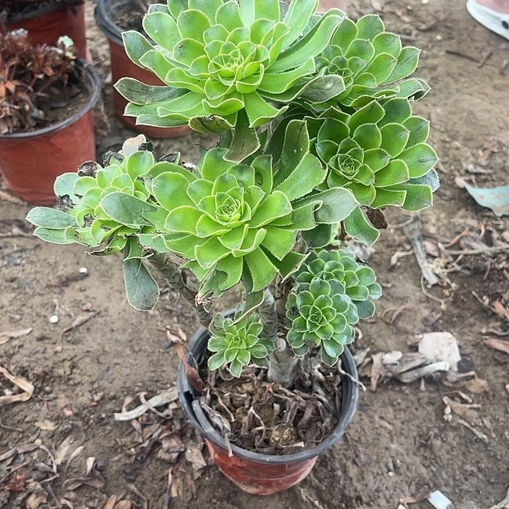 20个头原绿玫瑰玫瑰
