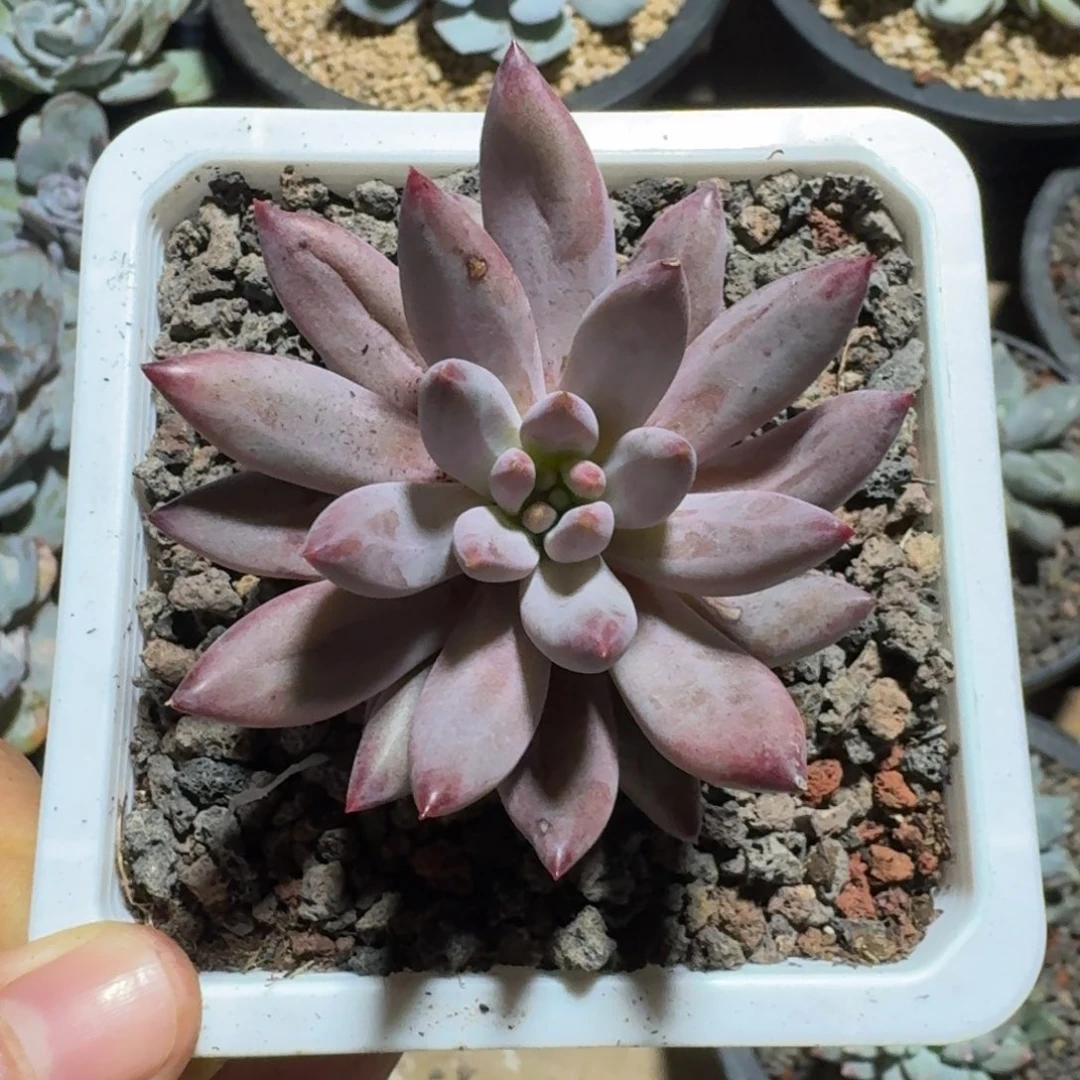 羽毛体虞美人包正版