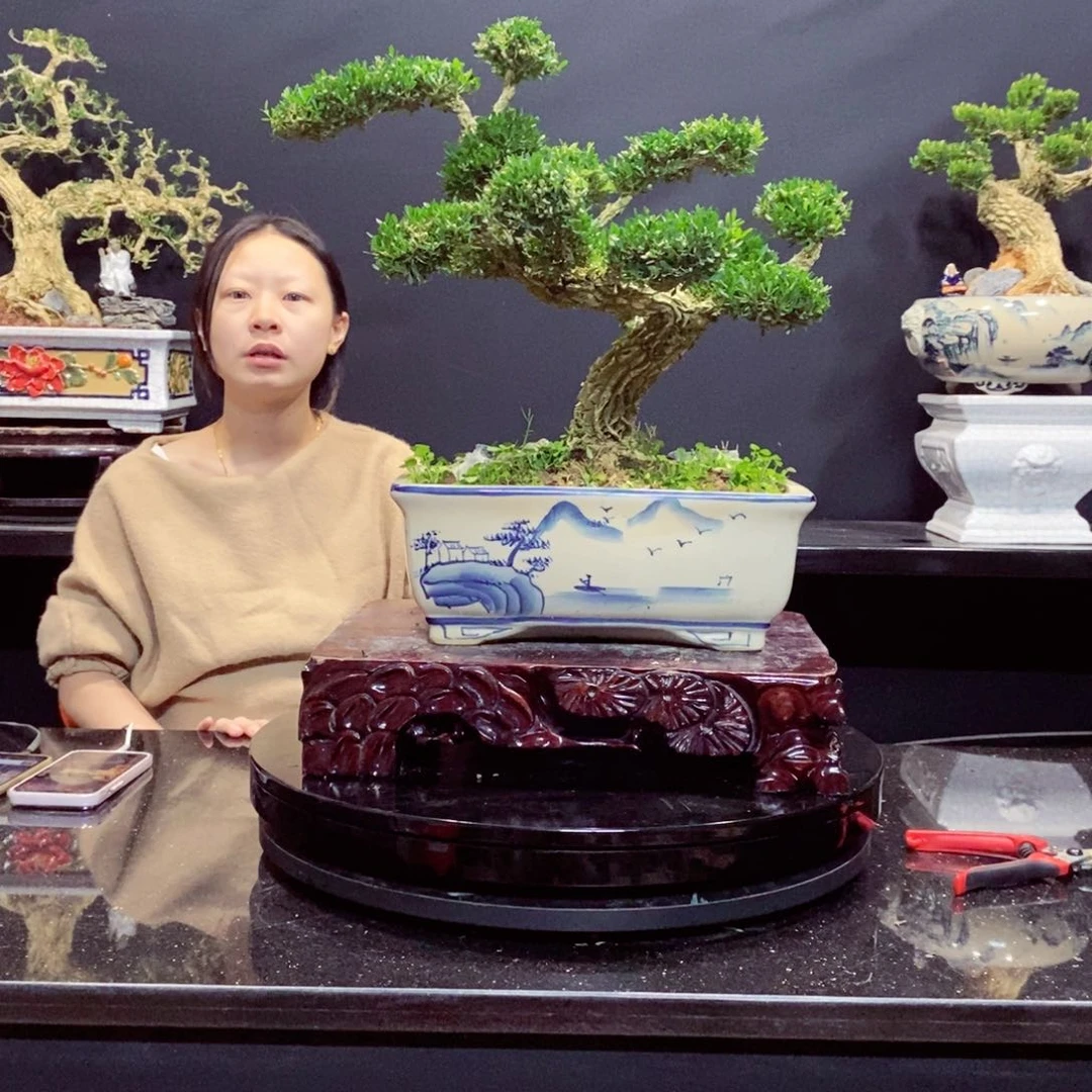 无花朵黄杨盆景雀舌软枝