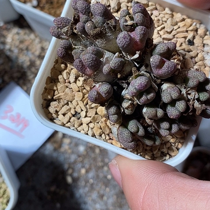 30346。  斑马。    群生。