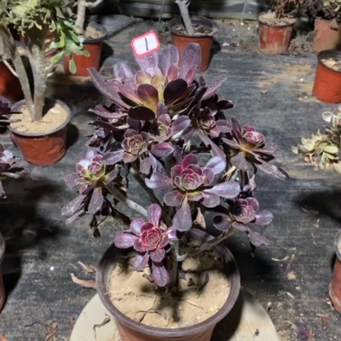 清**兰花蝴蝶捧花一物一拍