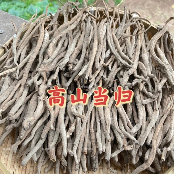 大山现收藏当归 高山 小当归软糯香甜炖汤煮水