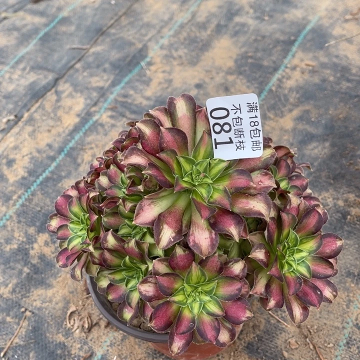 081韶华手捧1号棚