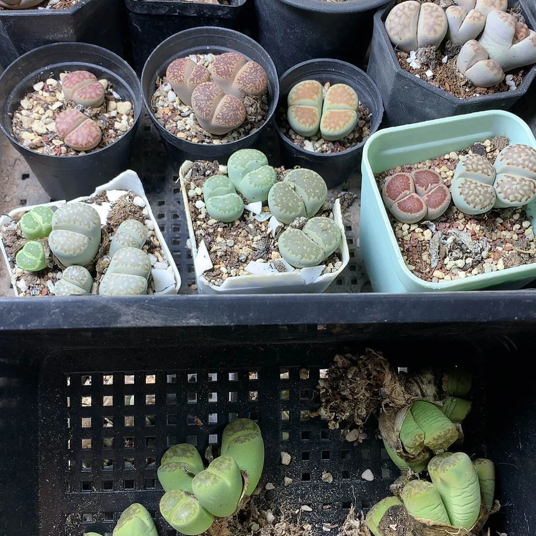 不*生K414多肉植物保护