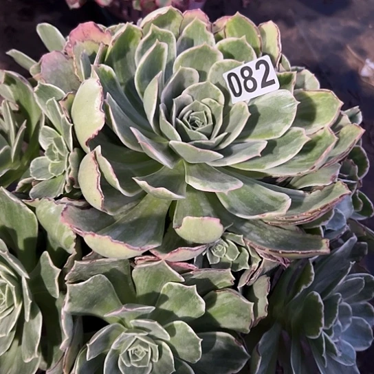 9**8多肉植物一个