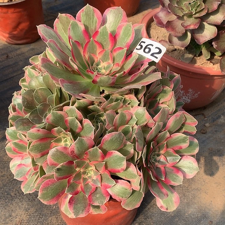 多肉植物夜罗刹562