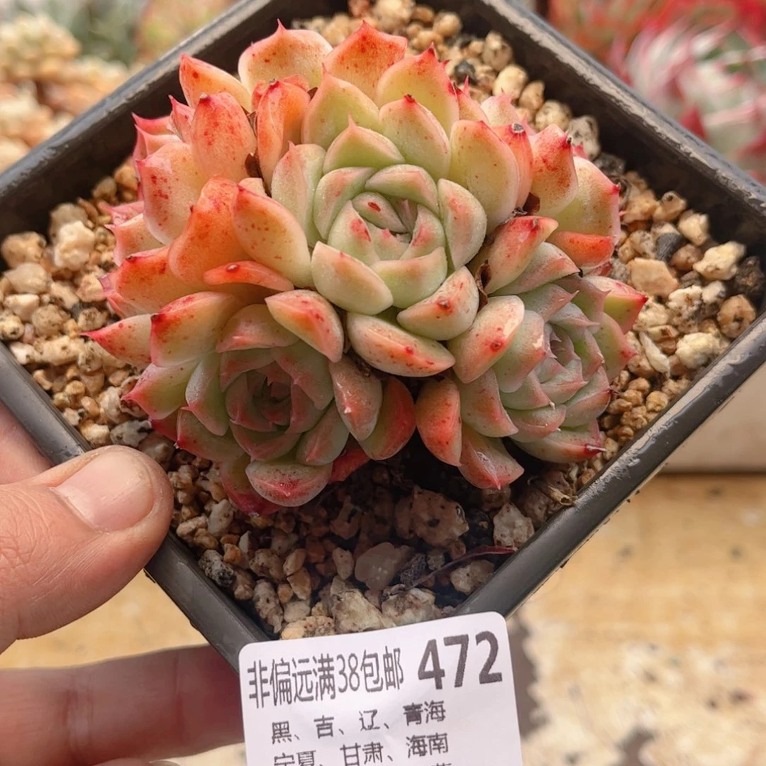 472新品德华多肉