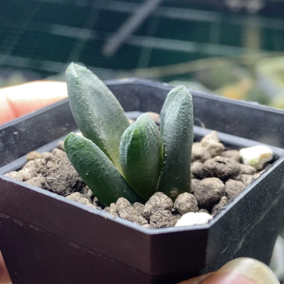 黑王万象一物一拍