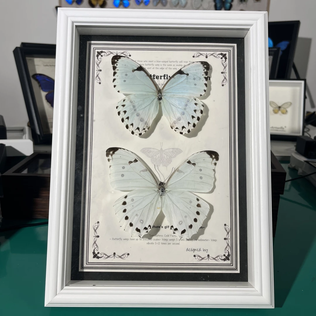 白闪蝶进口蝶  蝴蝶标本装饰画蝴蝶标本-轻瑕疵完整度大于98%