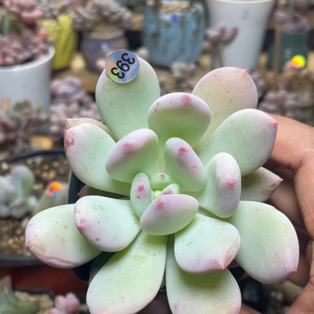 多肉植物多肉杂交