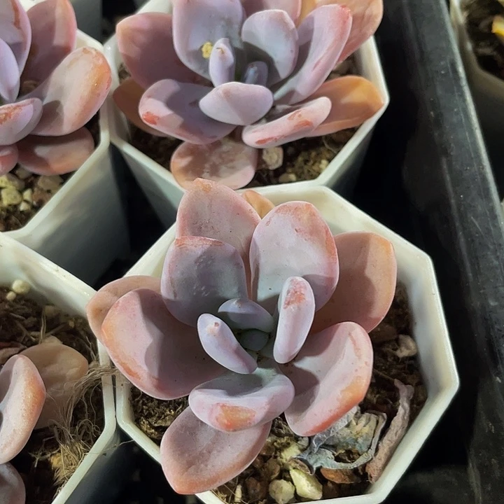 粉兔2.8带盆土发货