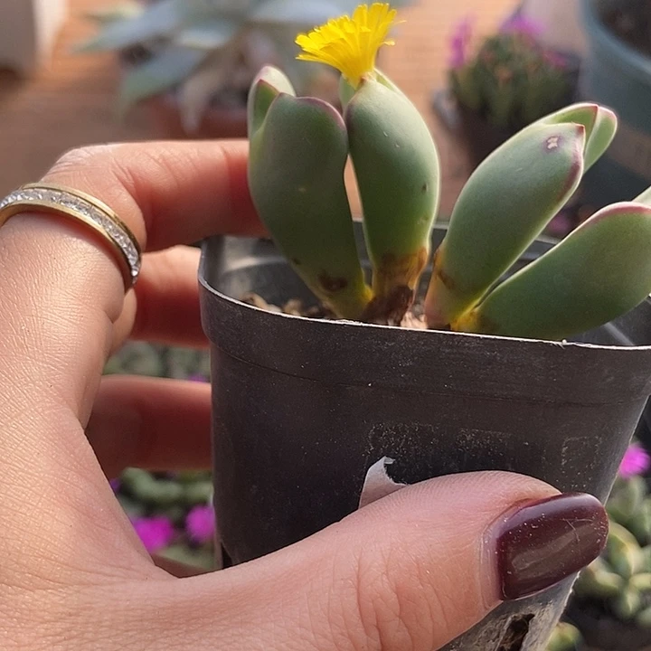 满20包邮复楞少将5