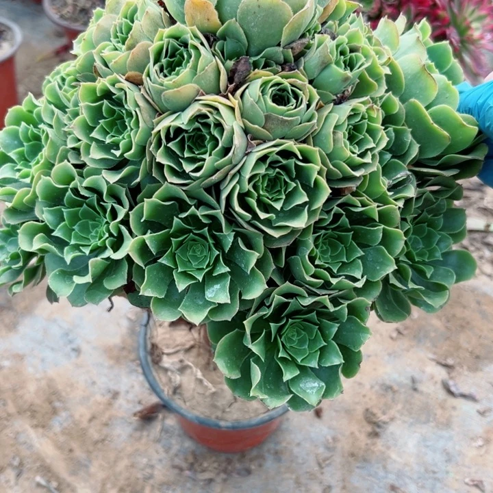 494绿羊绒多肉植物