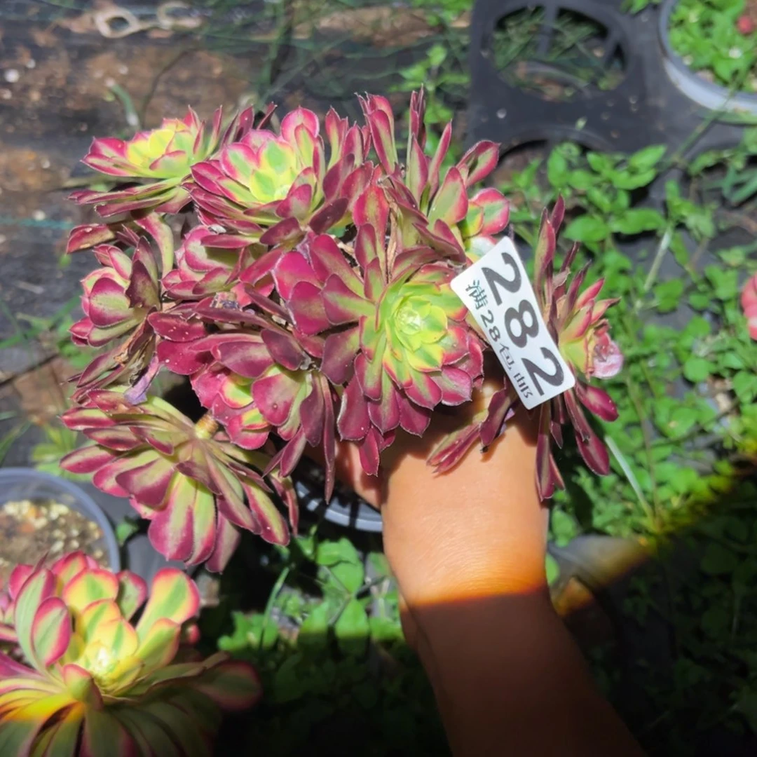 多肉植物282无售后