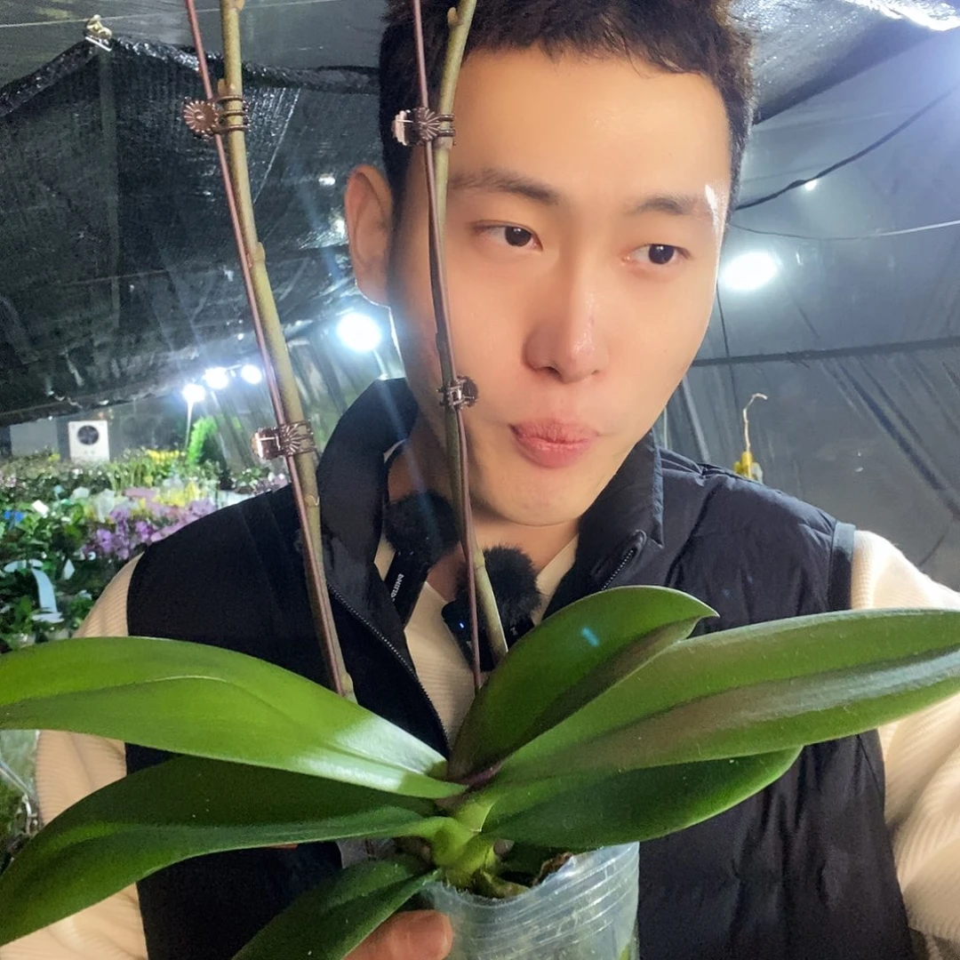 无花朵曼塔安稳蝴蝶兰