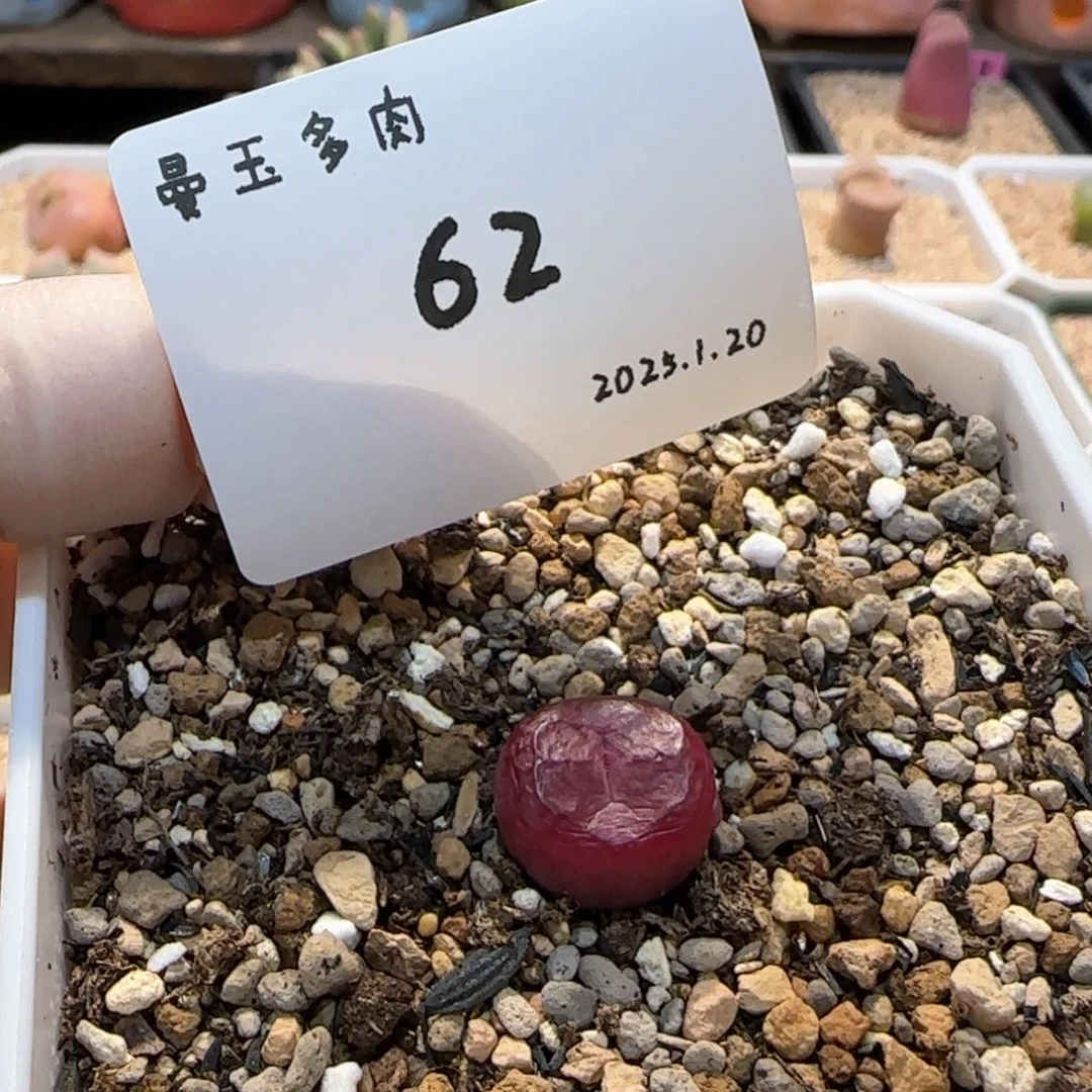 那****猫多肉多肉多肉1.20-062温暖