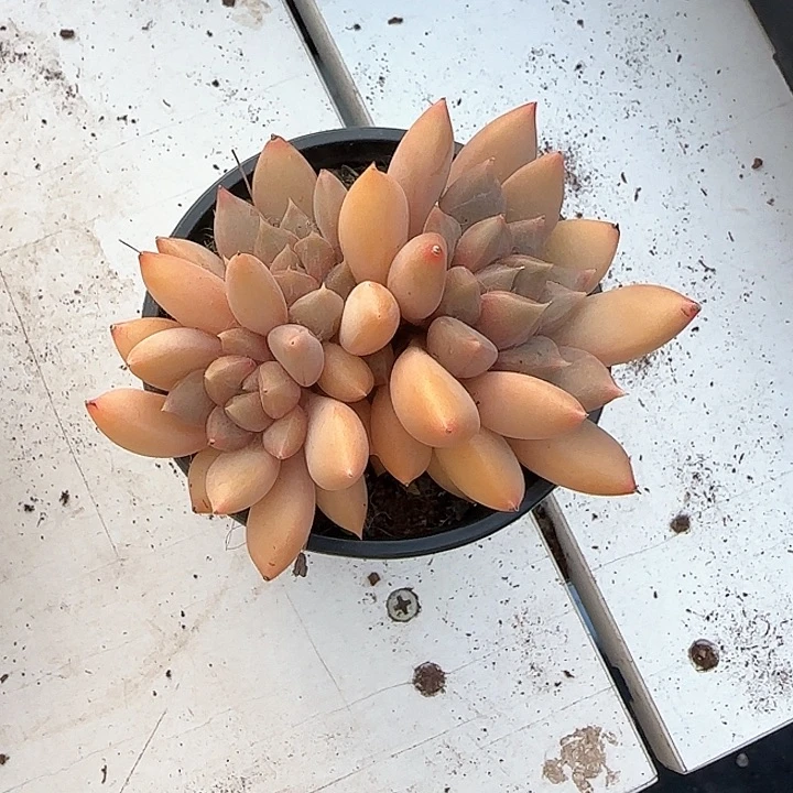 青蛙王子儿童牙膏111