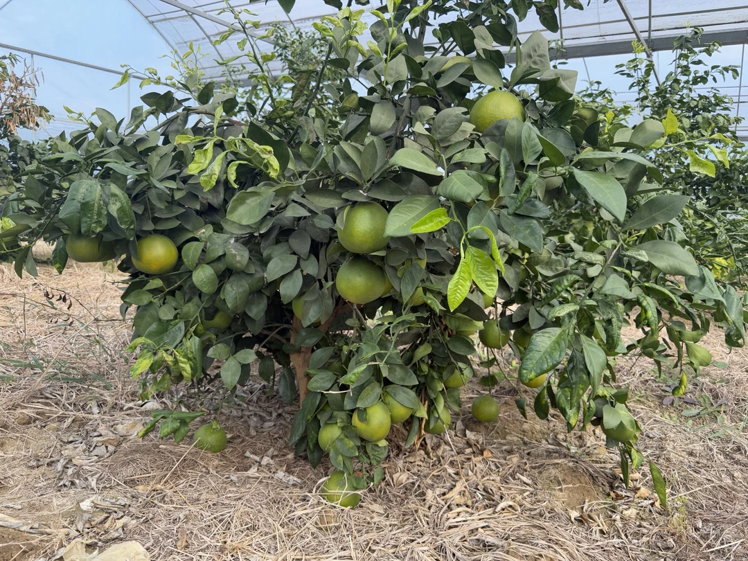 新鲜水果葡萄柚现摘现发5斤包邮