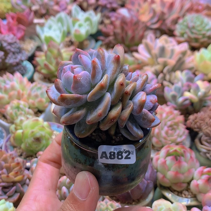 一物一拍含盆土满38包邮A882