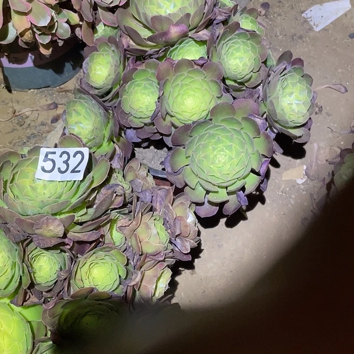 小****令多肉植物法师532雨荷两颗