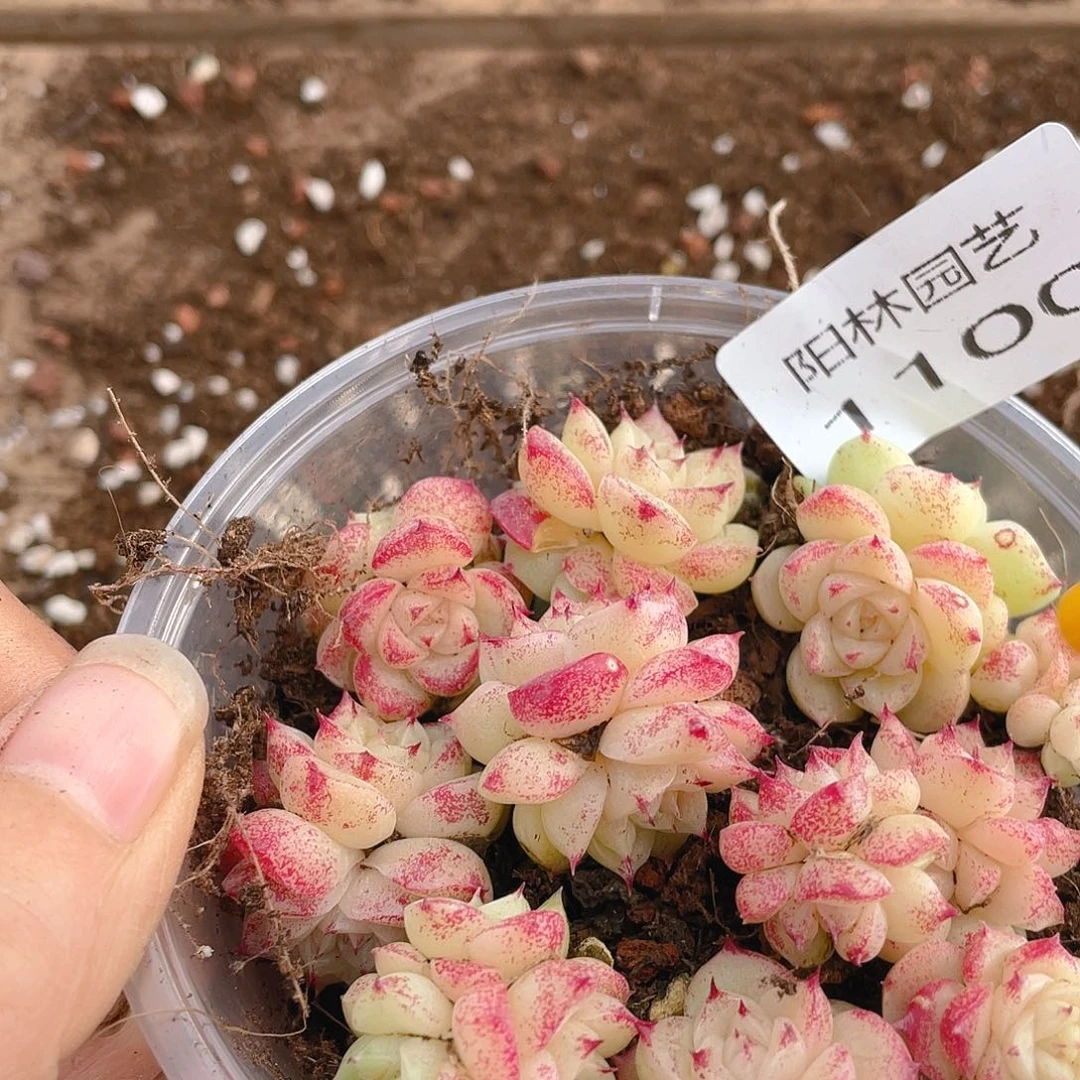 多肉植物多肉植物1100