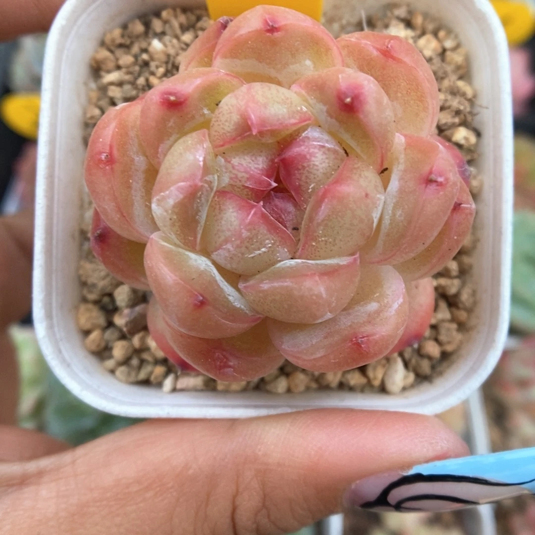 爱丽丝珍妮329号。