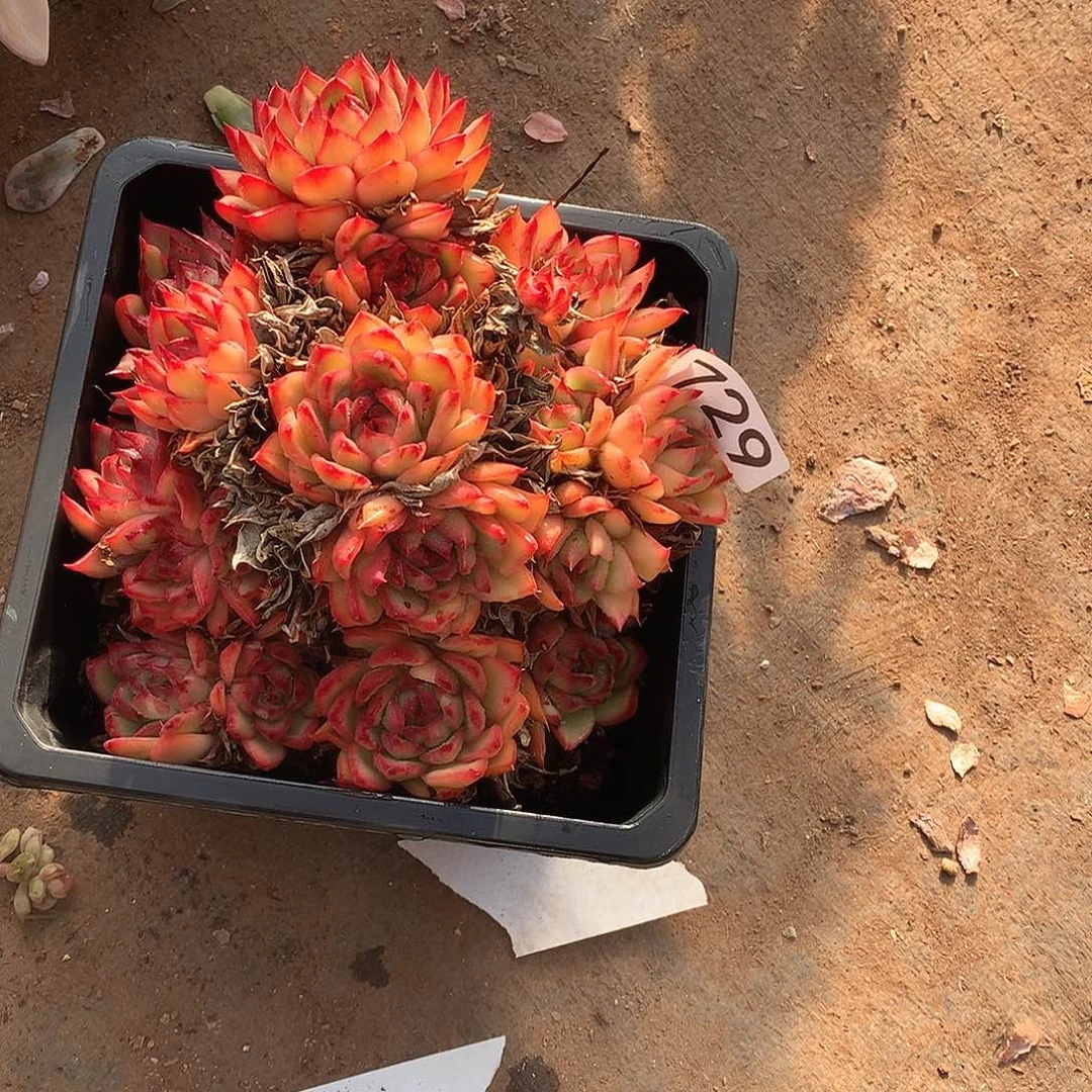 729 一物一拍多肉