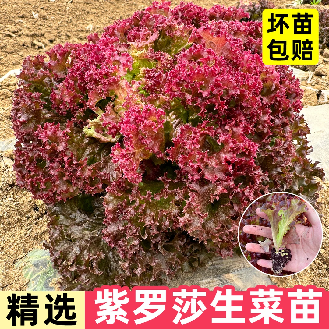 紫罗莎生菜苗带土根阳台盆栽庭院蔬菜种植紫生菜秧苗花青素四季