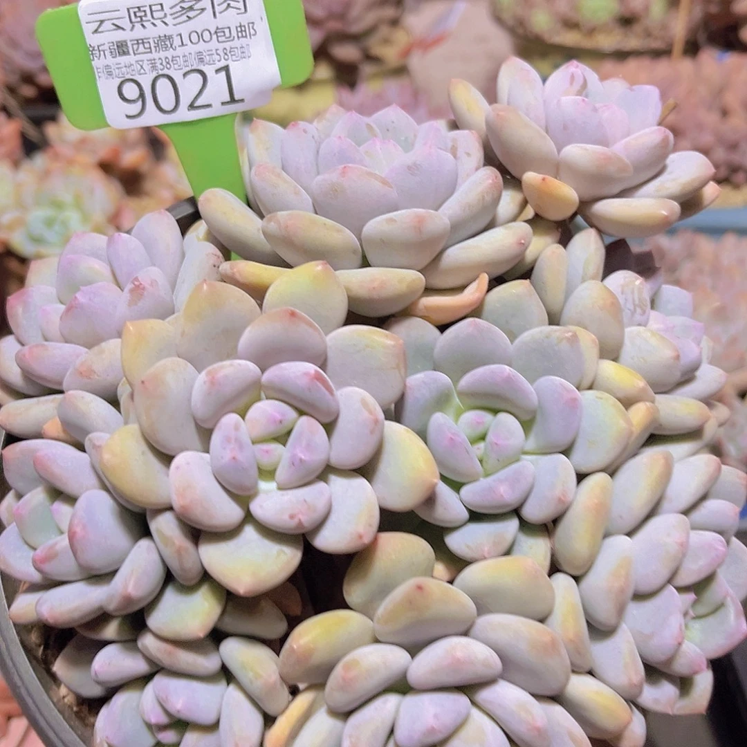 9021三明治多肉植物