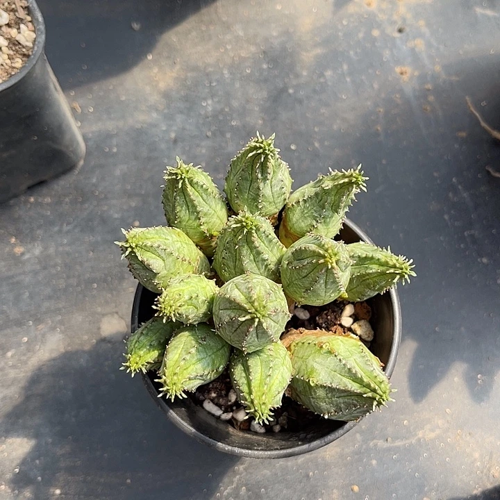 无花朵布纹球大群一物一拍