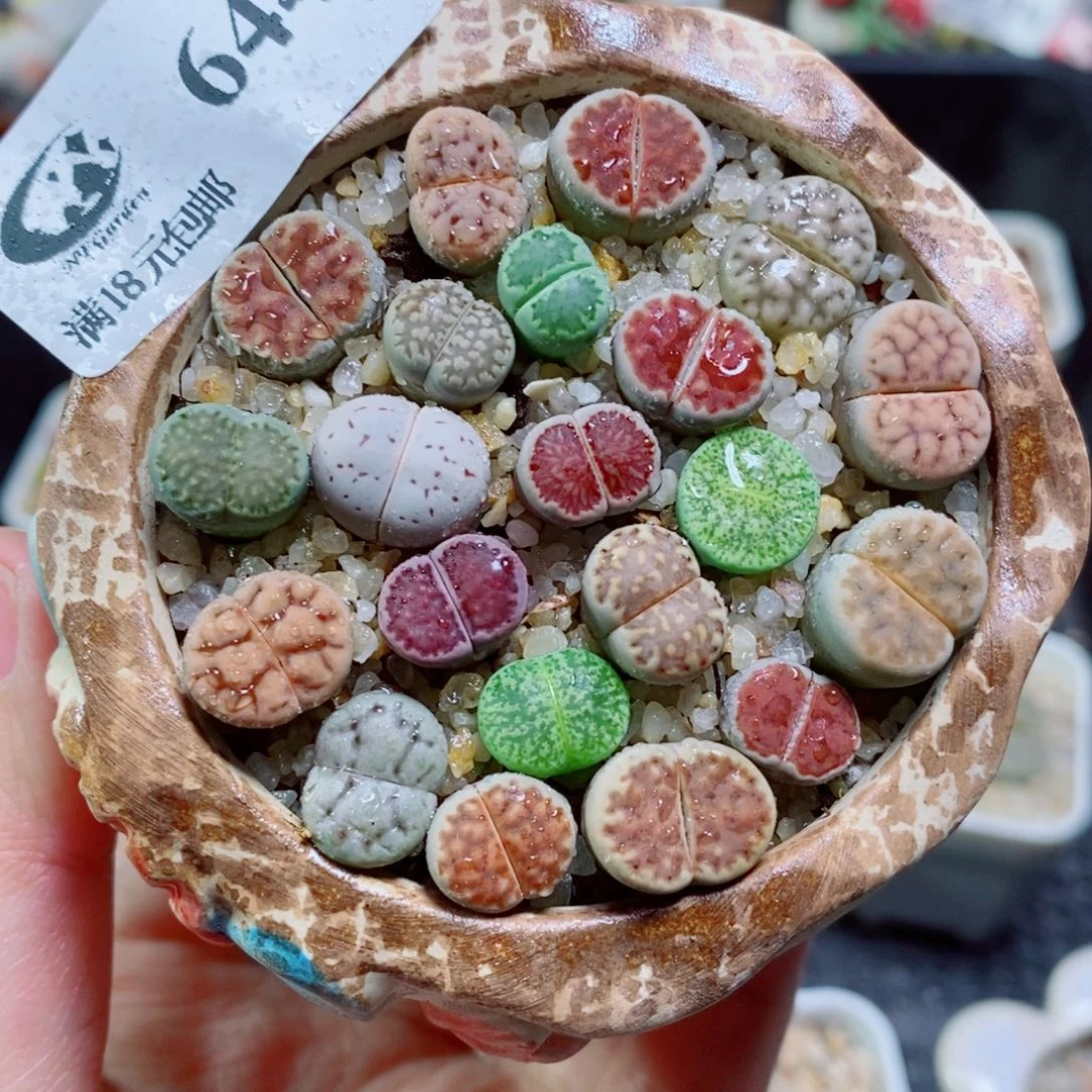 生石花花花开了644
