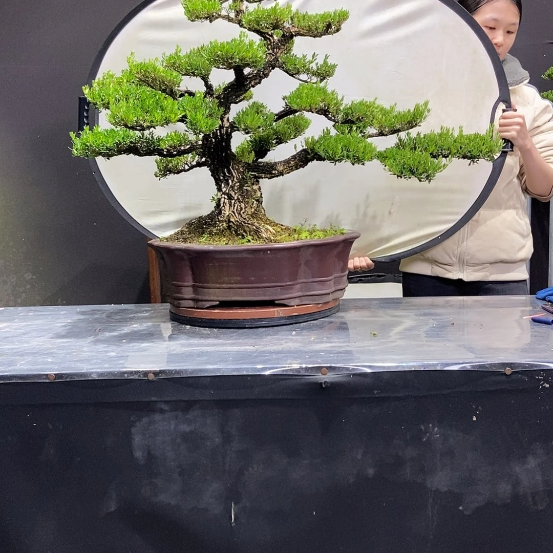 霞***女无花朵广东皱皮黄杨盆景