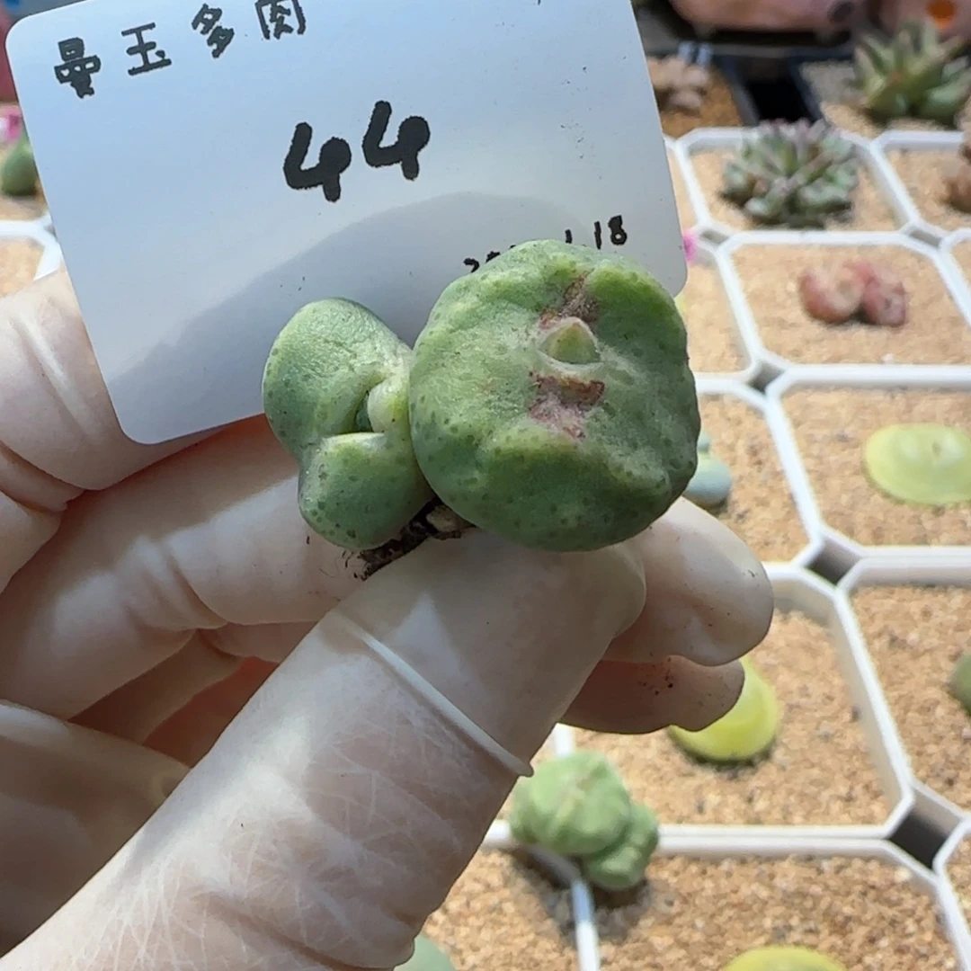 毛**?多肉多肉多肉1.18-044