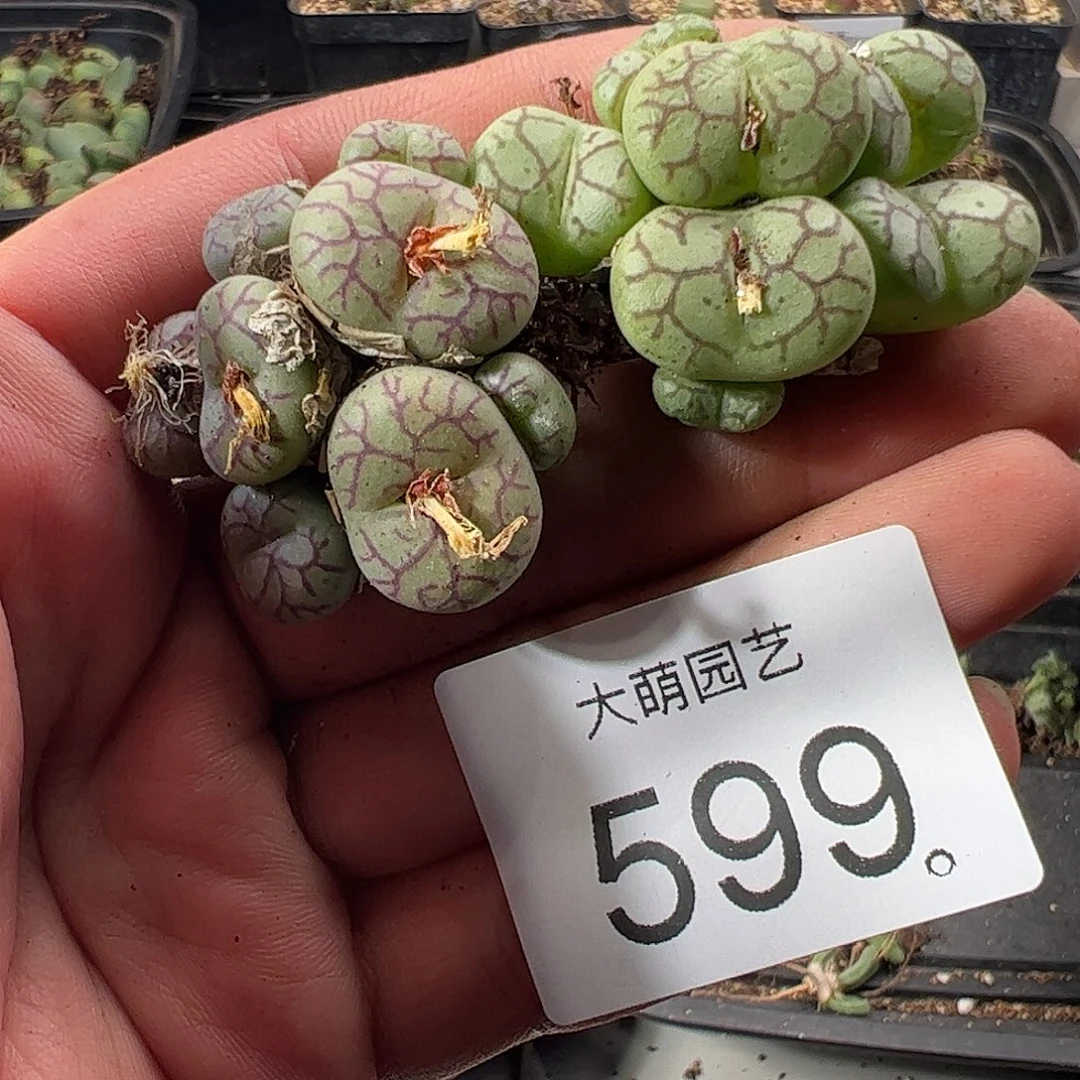 一物一拍。    599