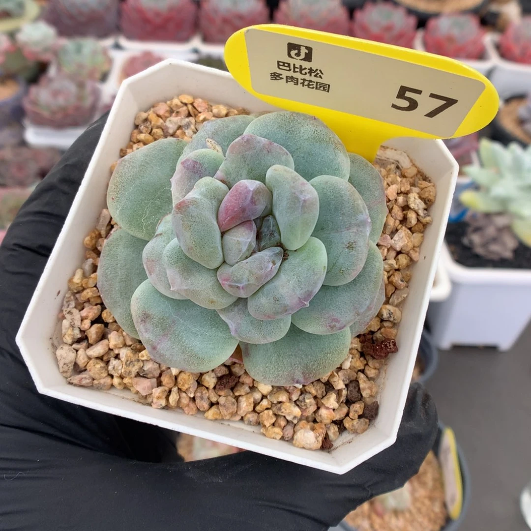 57 冰玉石化多肉多肉