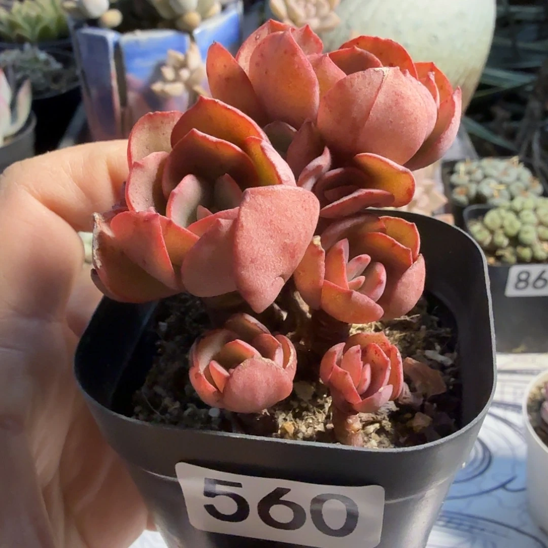 560无砍秀妍满20包邮