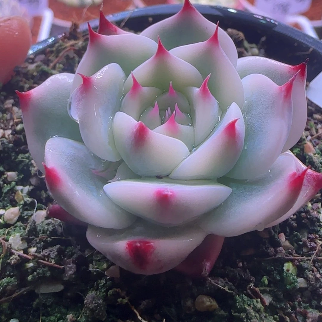 柠*.柠檬 多肉植物