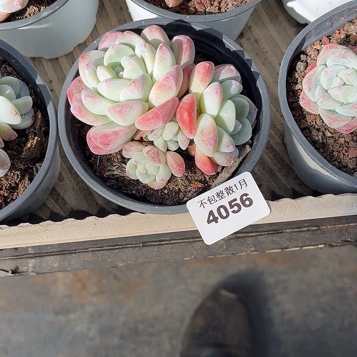 阿雅园艺。      4056