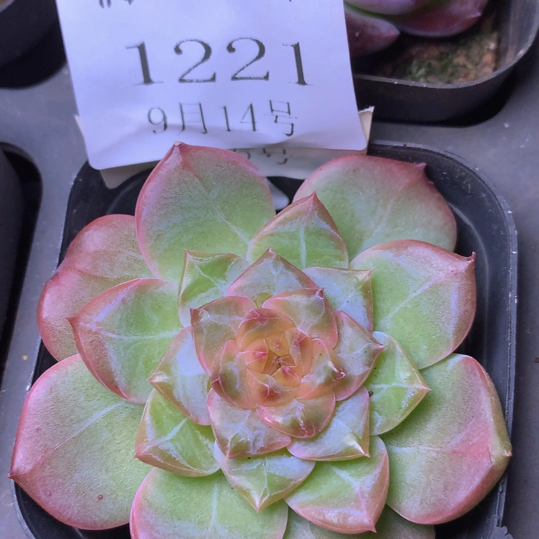 【闪购商品】云1221号线