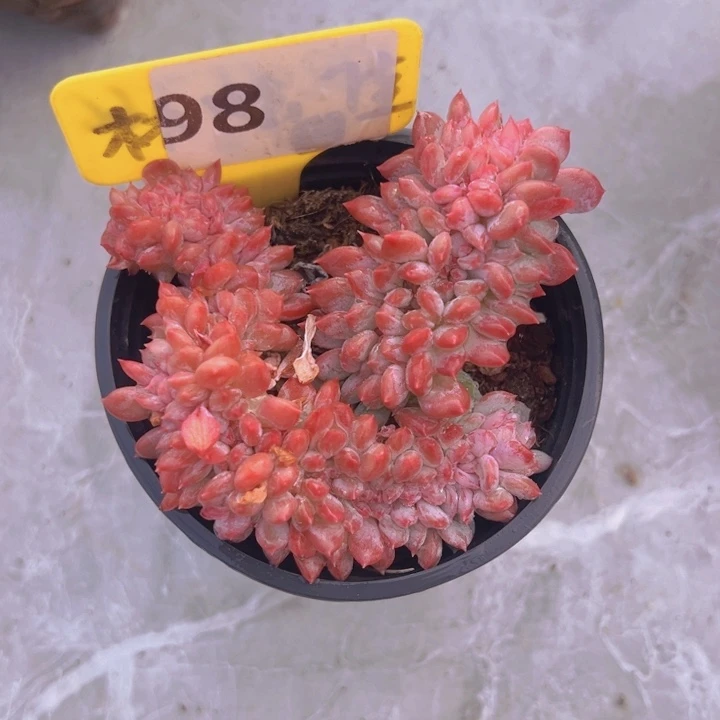 健健康康平平安安