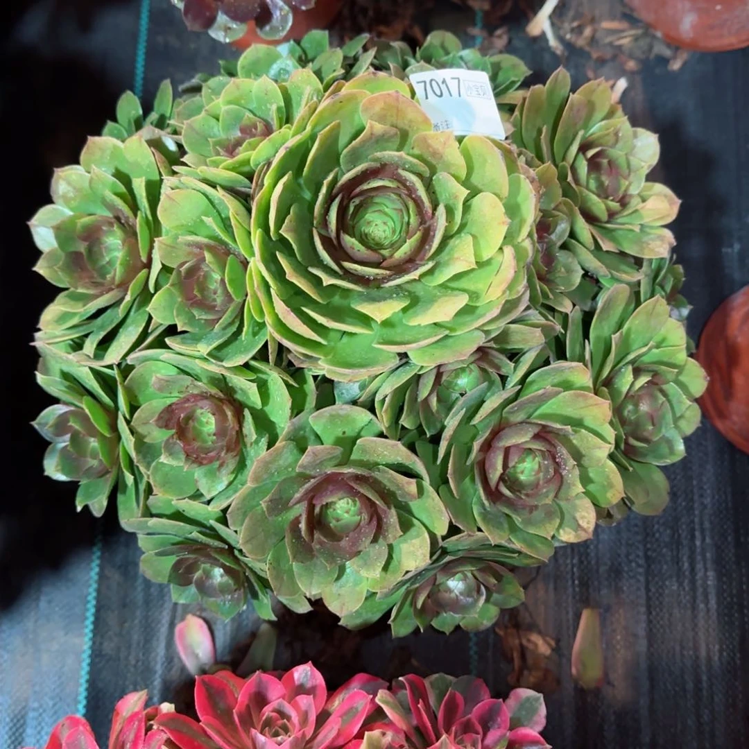 7017多肉万圣节多肉