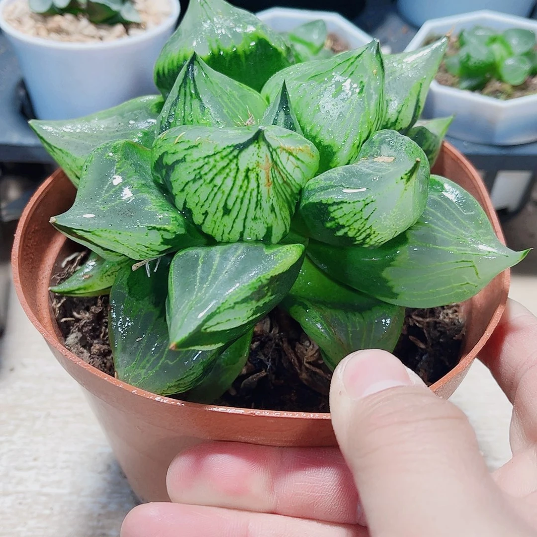 超级大母本裹般若