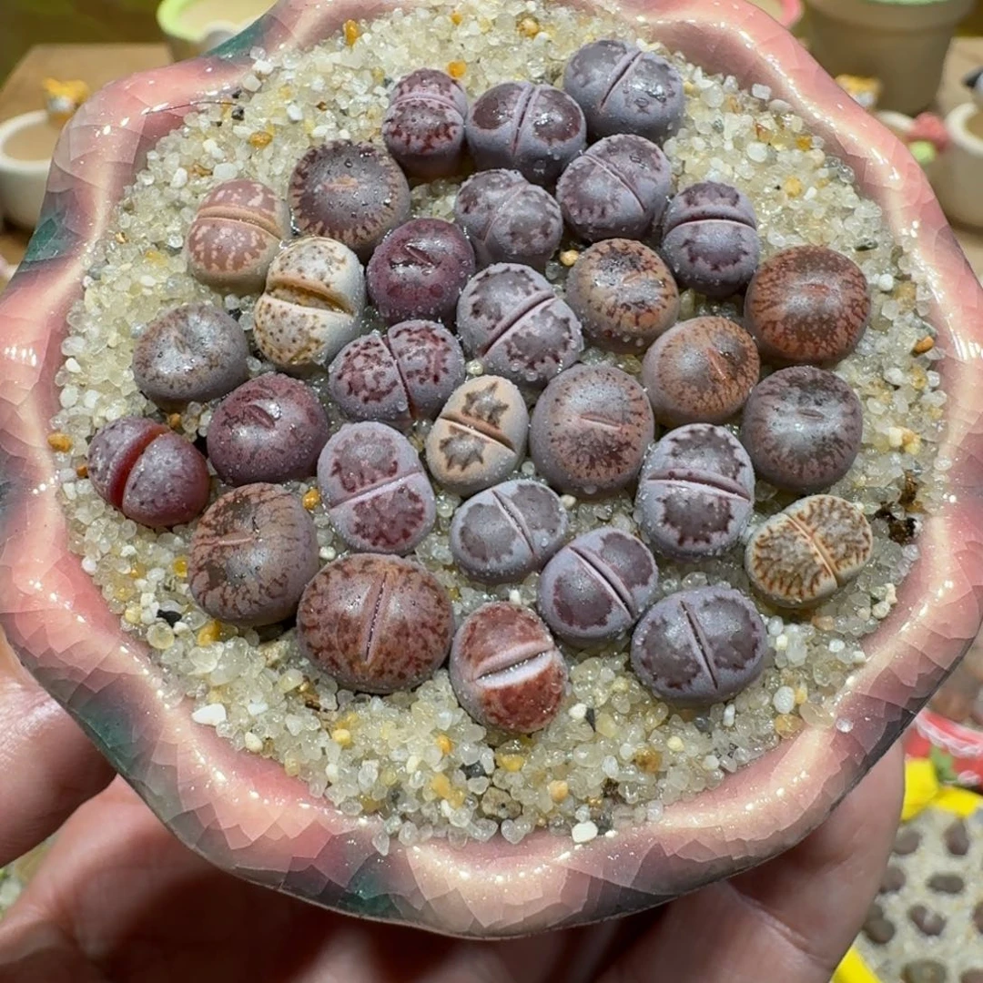 蘑菇1135彩拼多肉植物
