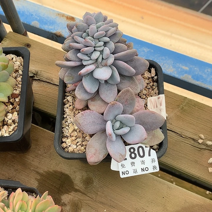 粉兔缀化 多肉植物 9.28号发
