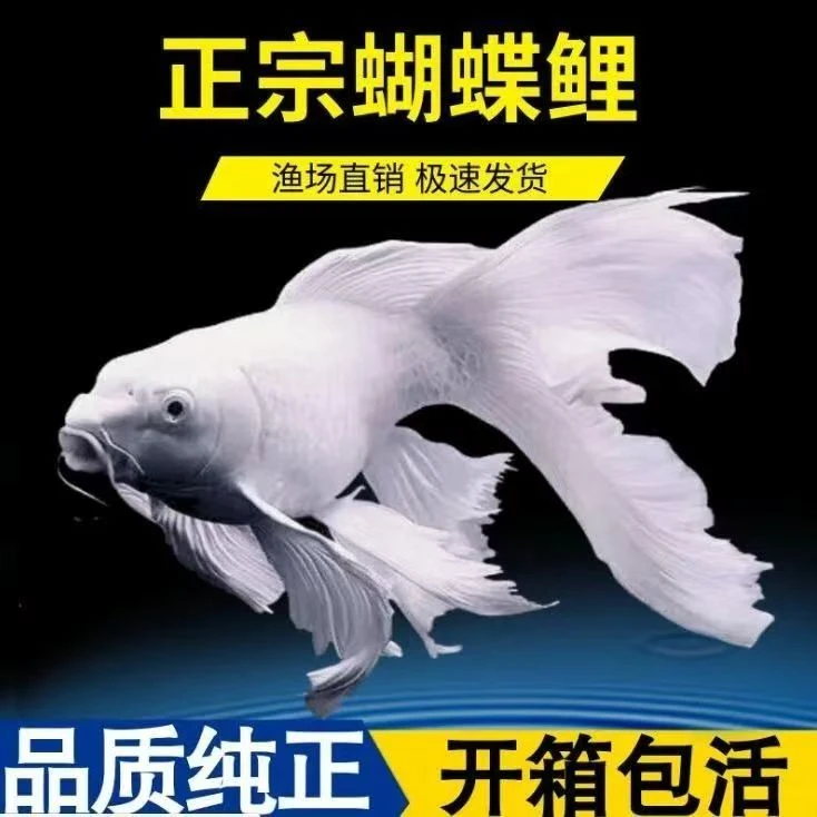 精品11-13纯种蝴蝶鲤观赏鱼大鳍大尾冷水好养耐活