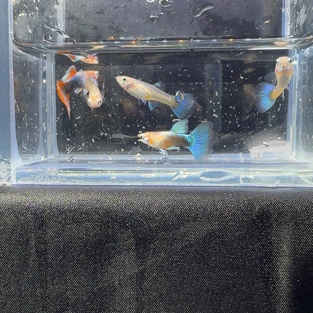 孔雀鱼关注主播可以竞拍