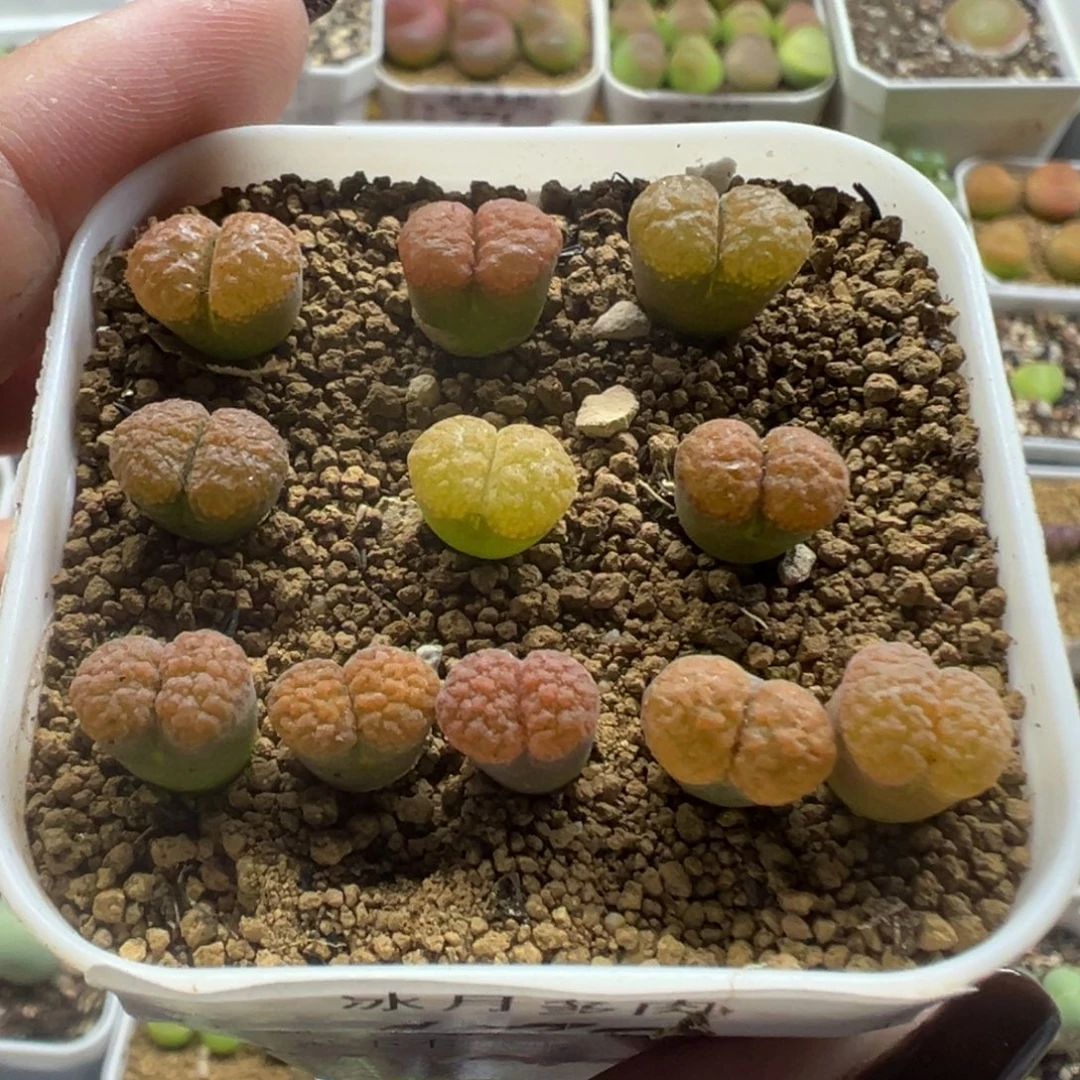 479蛋糕风铃裸根发货
