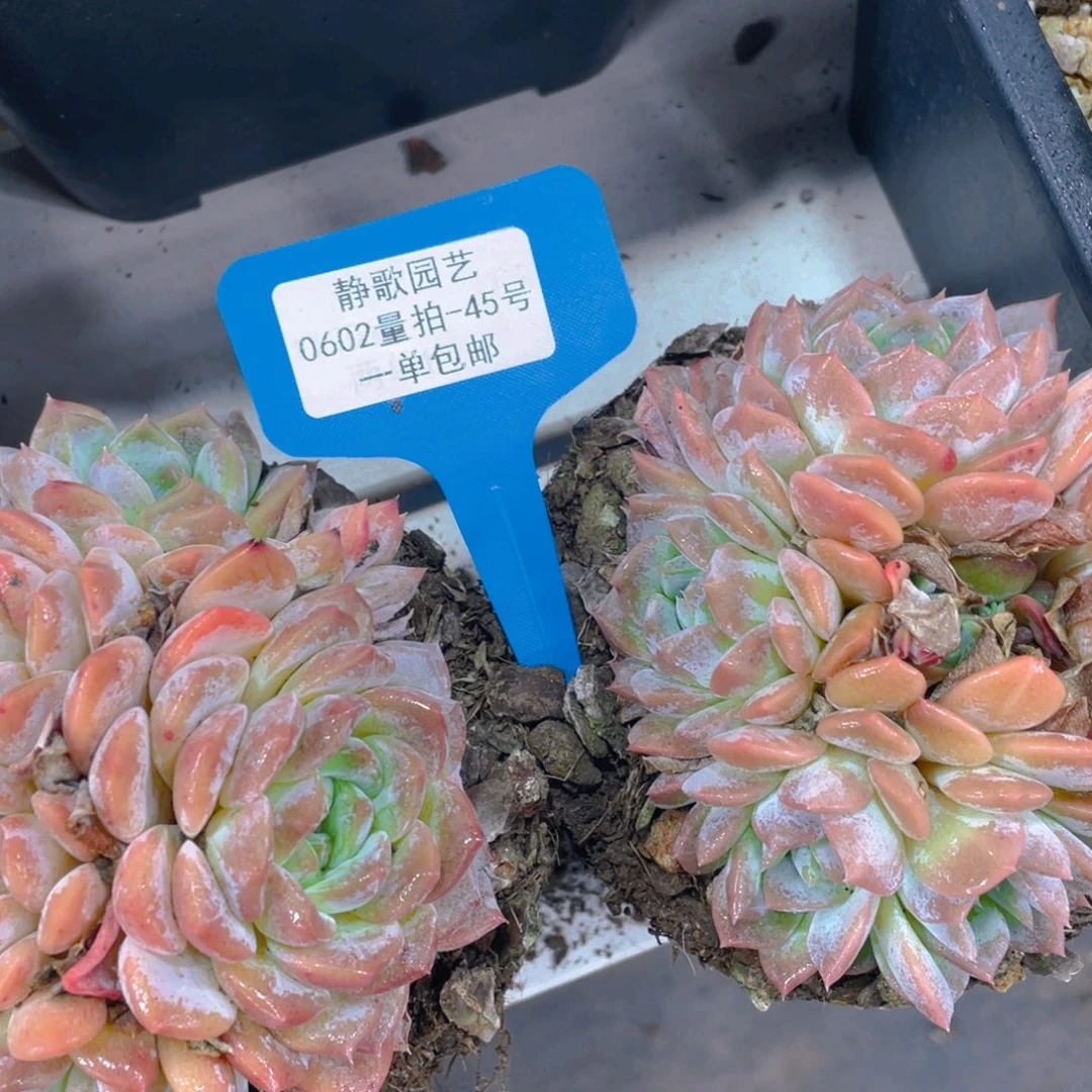 0602-45-棉花糖大群福利一颗